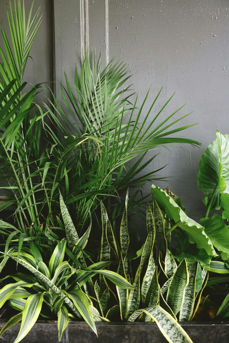 Houseplants
