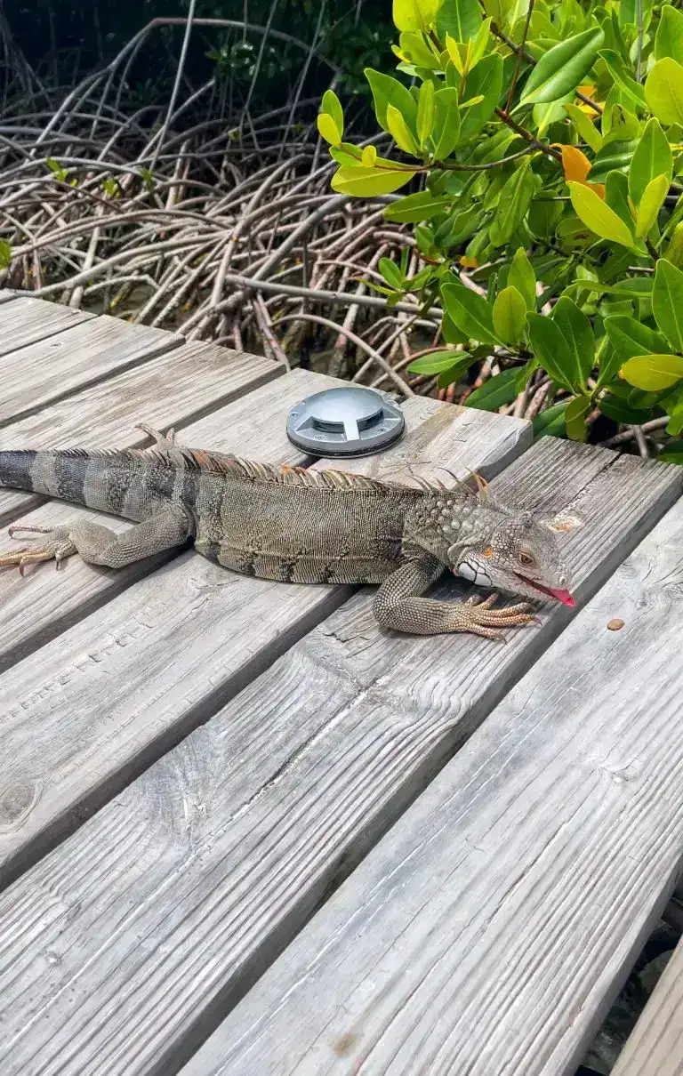 Iguana Beach Aruba