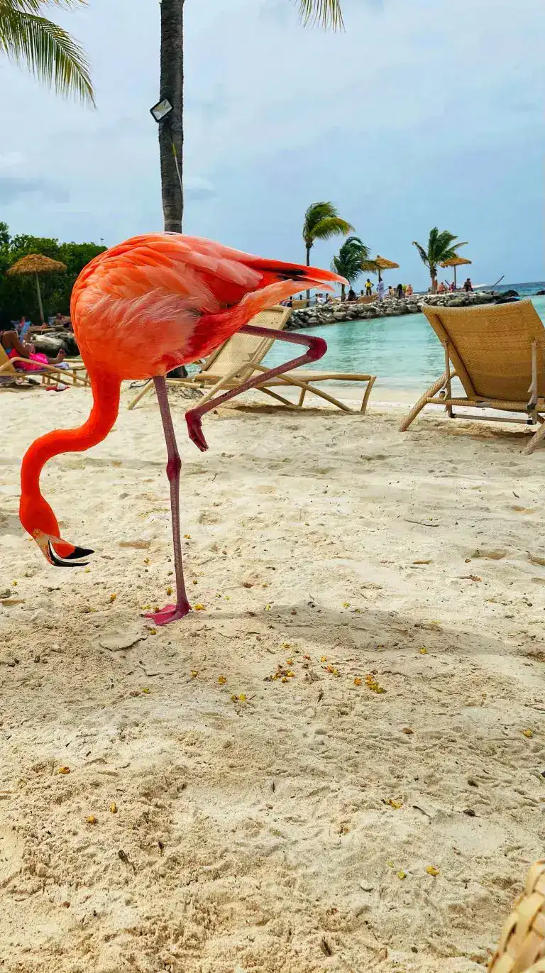 Flamingo Beach Aruba