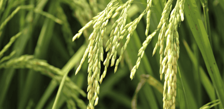 La cosecha de arroz en Entre Ríos avanza con demoras - Injerta | Comunicación y difusión agropecuaria de Entre Ríos