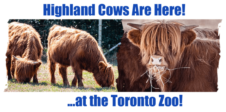 Toronto Zoo welcomes two super cute Highland Cows