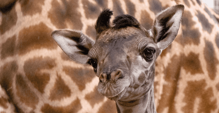 It’s a boy! Toronto Zoo welcomes birth of Masai Giraffe