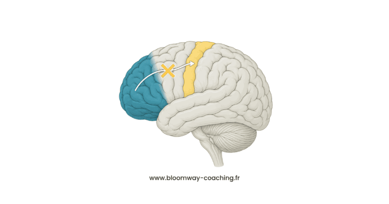 Illustration cerveau TDAH enfant — zones d'inhibition et méthode Barkley — Bloomway Coaching