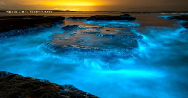 The 9 Best Puerto Escondido Bioluminescence Tours