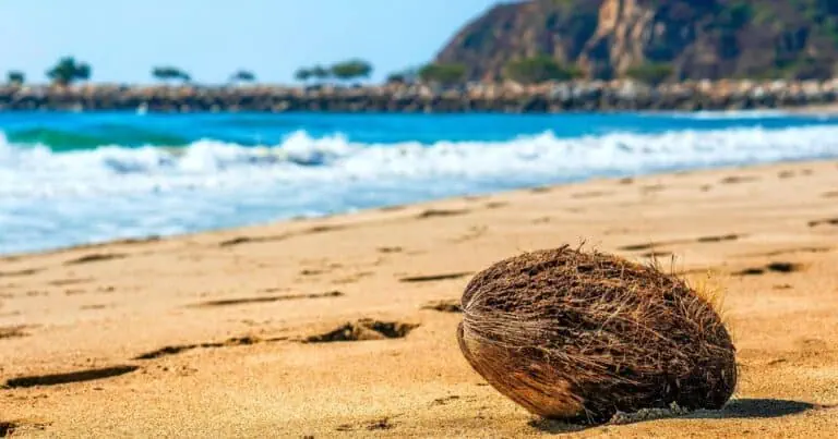 coconut on the sany beach of Chachaua