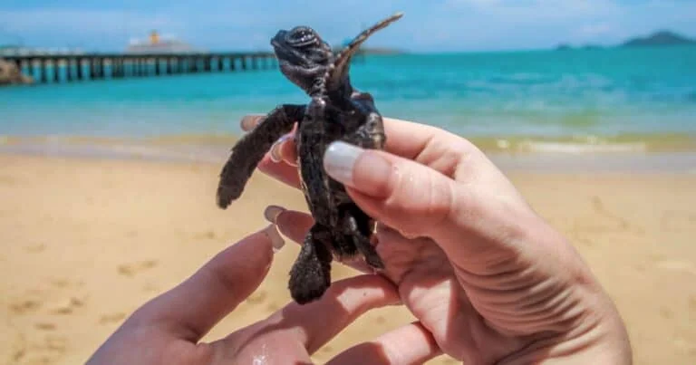 turtle swimming in the ocean | baby turtle release Puerto Escondido