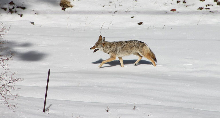 City euthanizes two coyotes to ensure public safety in Liberty Village and Fort York
