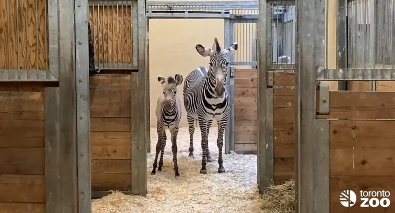 Toronto Zoo Zebra foal’s winning name announced