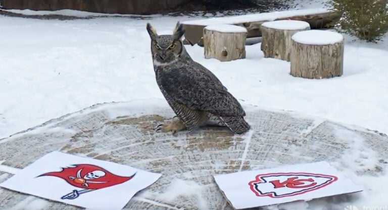 Owl at Toronto Zoo predicts who will win Super Bowl