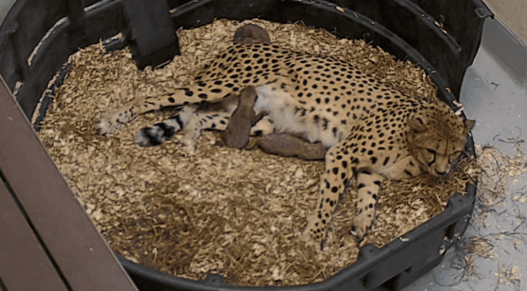 Three adorable Cheetah Cubs born at Toronto Zoo – Watch video