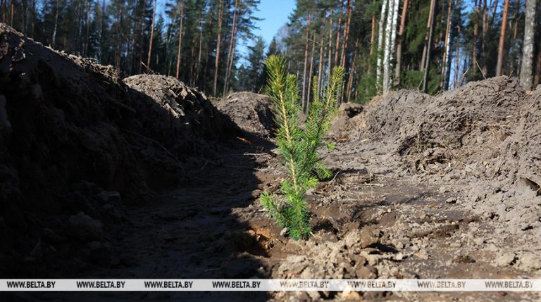 Минлесхоз: с начала года леса воспроизведены на площади более 32 тыс. га