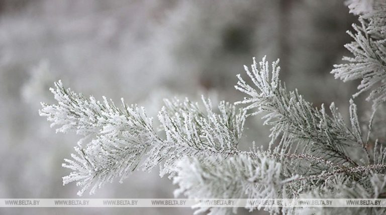 Когда в Беларуси ждать первых ощутимых зимних морозов, рассказали синоптики