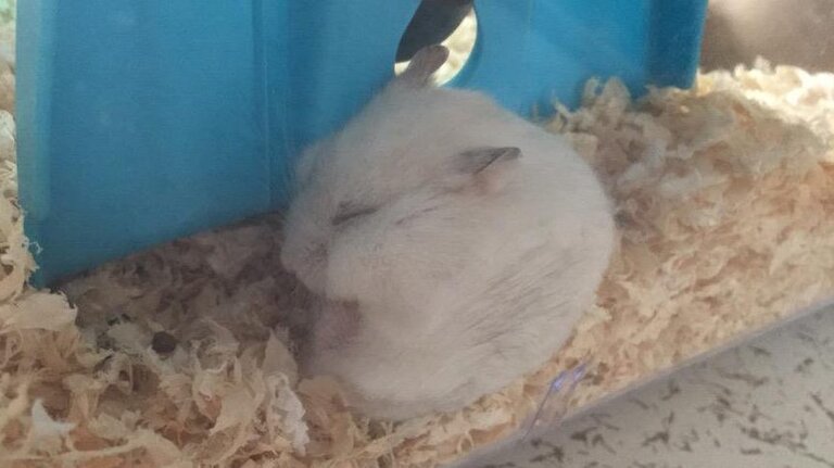 pseudo-hibernation-hamster1