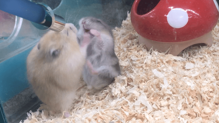 hamster-quarrel