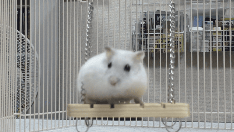 hamster-on-swing
