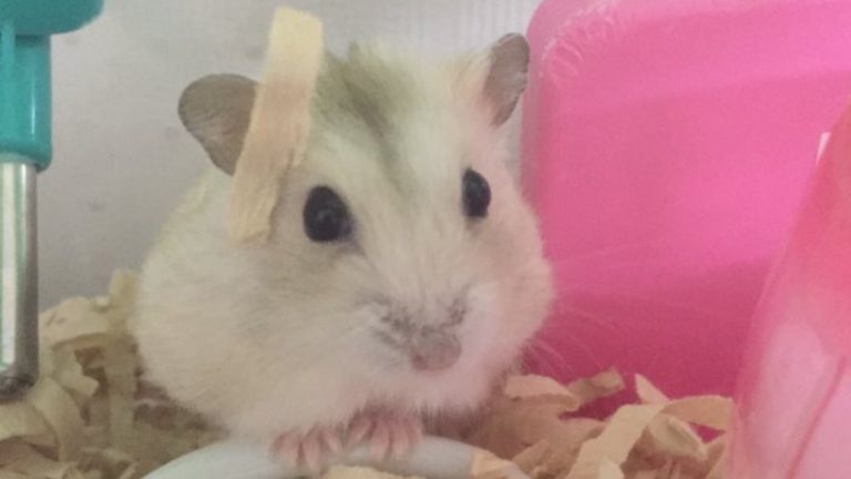 hamster-and-wood-chips