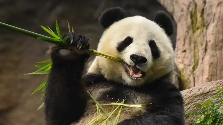 Panda Eating Bamboo in San Diego Zoo - Image Courtesy of TimesofSanDiego.com