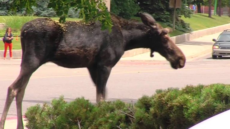 A Moose is loose In Toronto