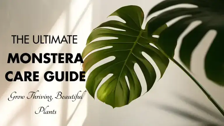 Monstera care