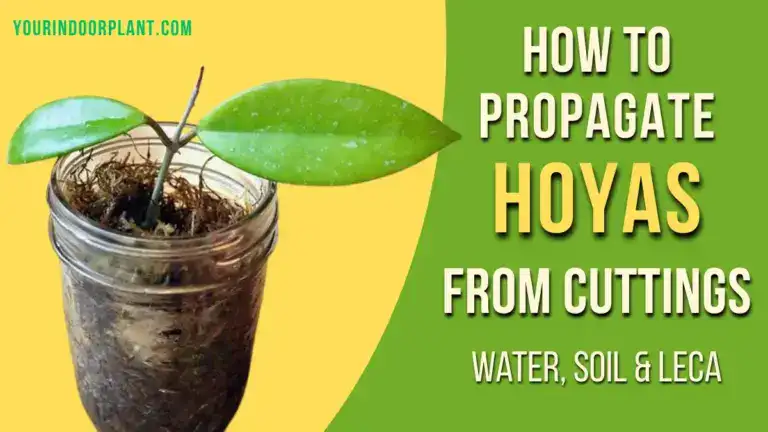 How to Propagate Hoyas