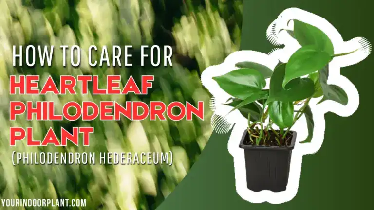 How to Care for Heartleaf Philodendron Plant (Philodendron Hederaceum)