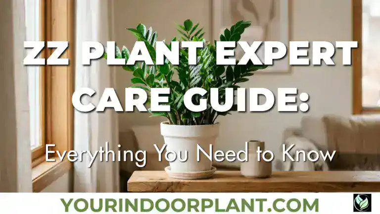 ZZ Plant Care