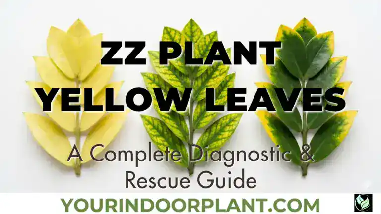 ZZ Plant Yellow Leaves