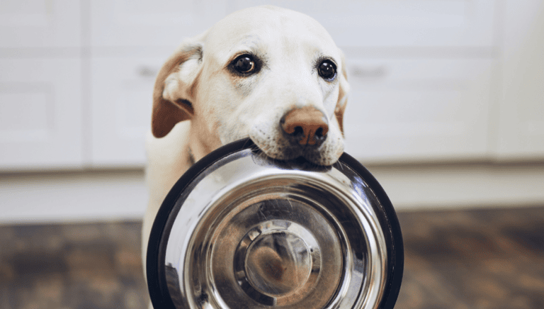 Toronto is in Crisis: Pets and Their Families are Being Torn Apart