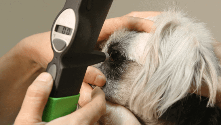 Ocular Discharge in Dogs: Everything You Need to Know