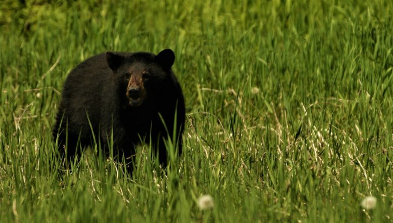 Be bear aware this spring in Ontario: How to prevent bear encounters