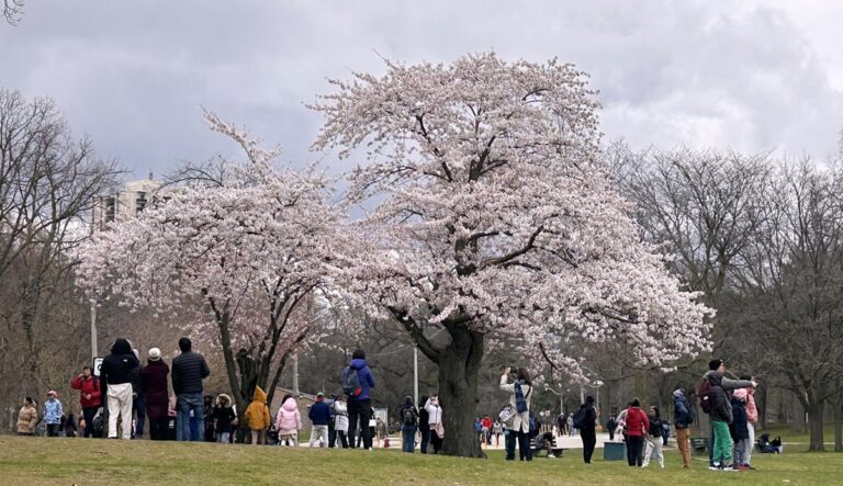 Toronto cherry blossoms in High Park expected to reach peak bloom soon