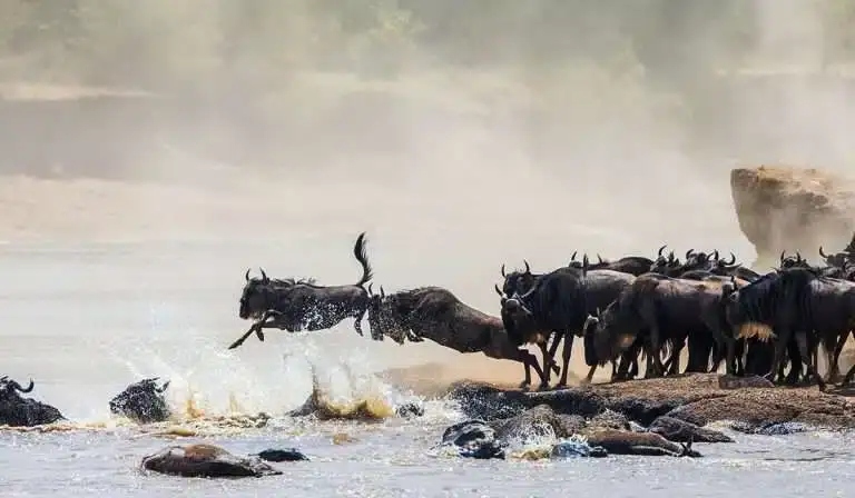grumeti-river-crossing-