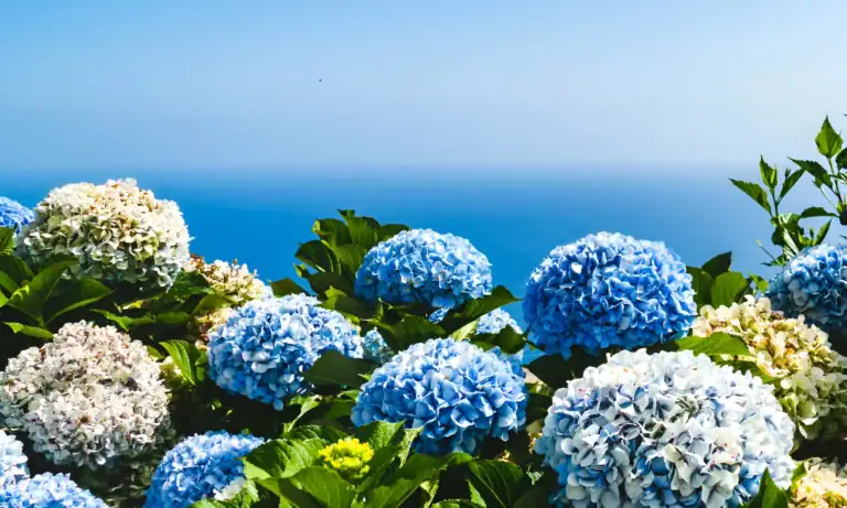 Hortensias