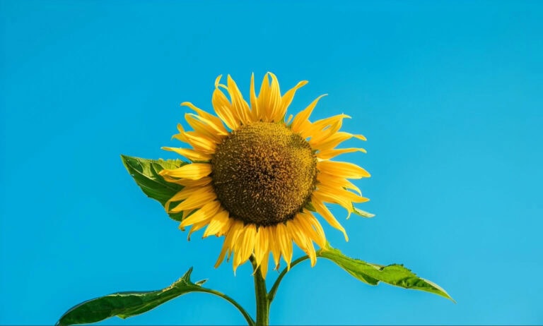 Girasoles