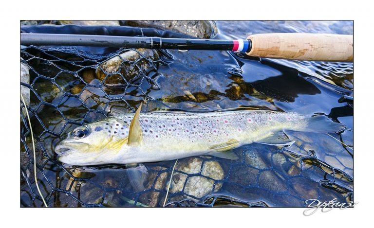 Une jolie truite sauvage des Pyrénées leurrée avec une mouche fabriquée maison - www.dipteria.com
