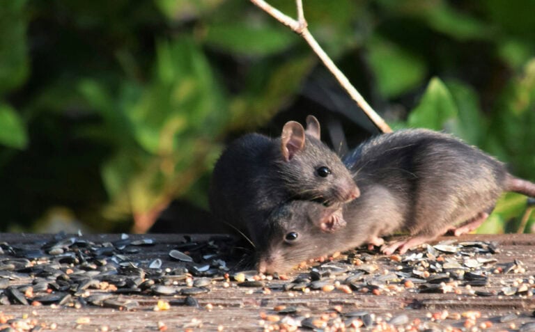 The Most Overlooked Pest Risks in Modern Homes   