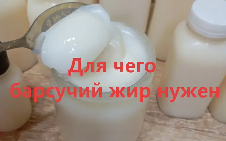 Полезная информация о Барсучьем жире