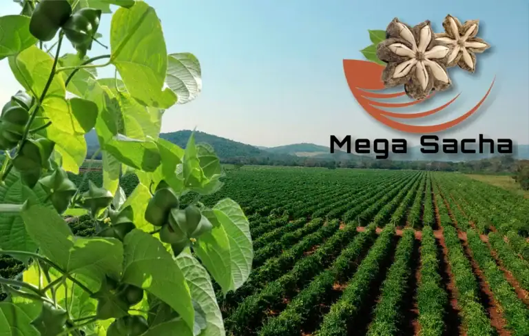 Mercado mundial del Sacha Inchi