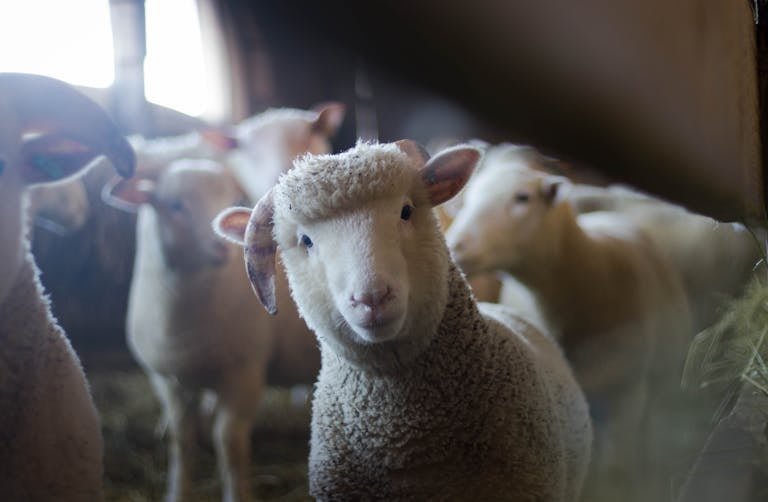 Close-up portrait of a curious woolly sheep in a rustic wooden barn
