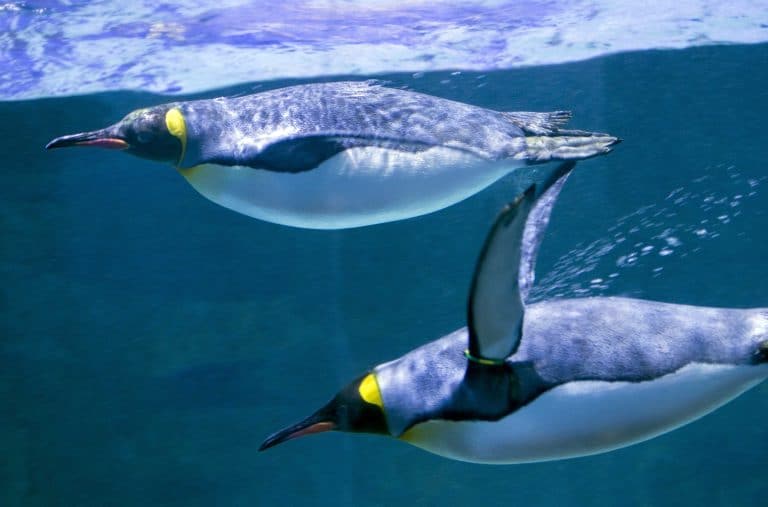 Pinguine exhibit at the Berlin zoo