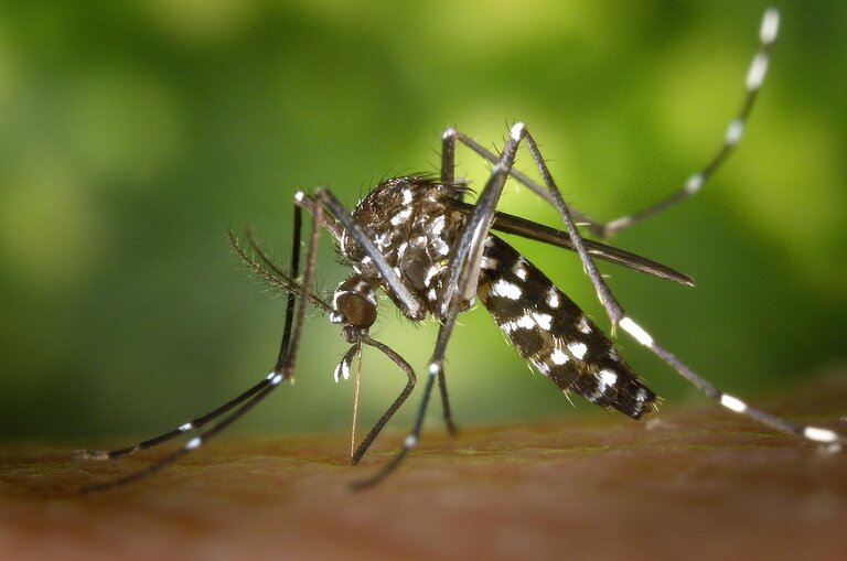 Bug Report: Pugwash, Nova Scotia – 2026-03-17