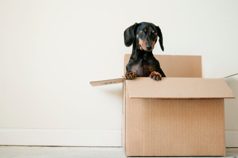 Dog sitting in the moving box ready for a new house.