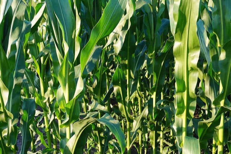 mih83 cornfield 855929 1280