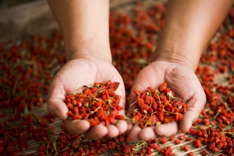 Young Living NingXia "เก๋ากี้" ซูเปอร์ฟู้ดตามตำราแพทย์จีน