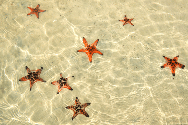 Phú Quốc Vietnam beach with starfish in the water.