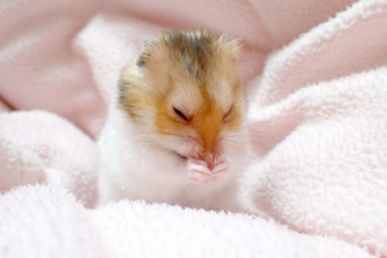 hamster-cloth