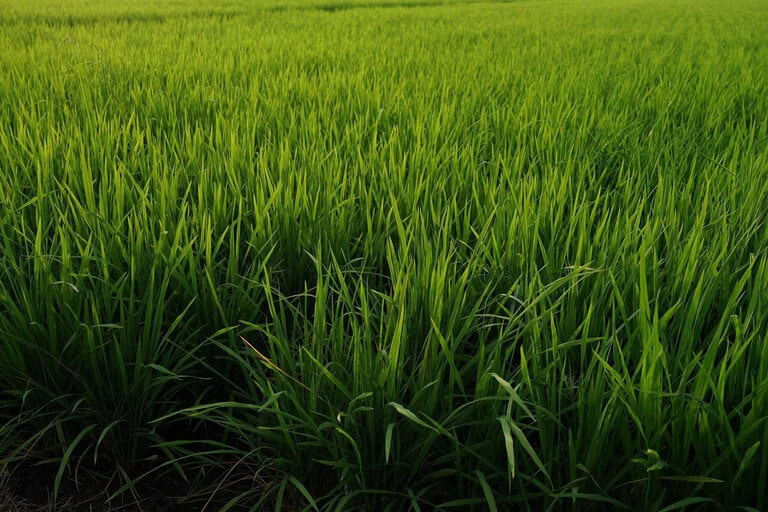 rice fields 2947226 1280