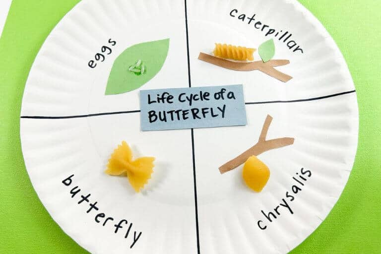 butterfly life cycle