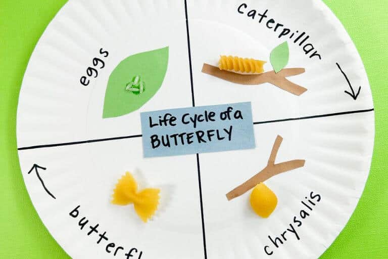 life cycle of a butterfly craft