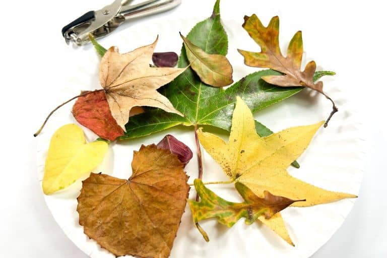 fall confetti